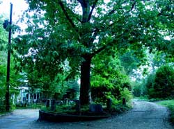 Şu hayatta bir dikili ağacı olan tek ağaç!