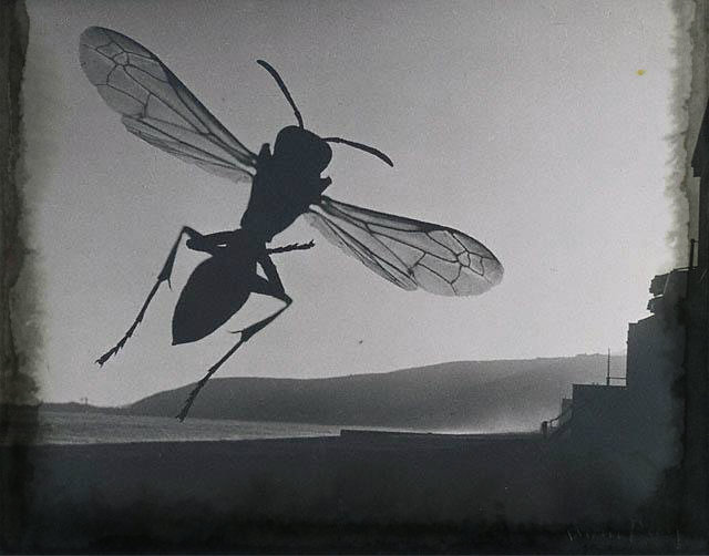 Man_Ray-Fly_and_Landscape