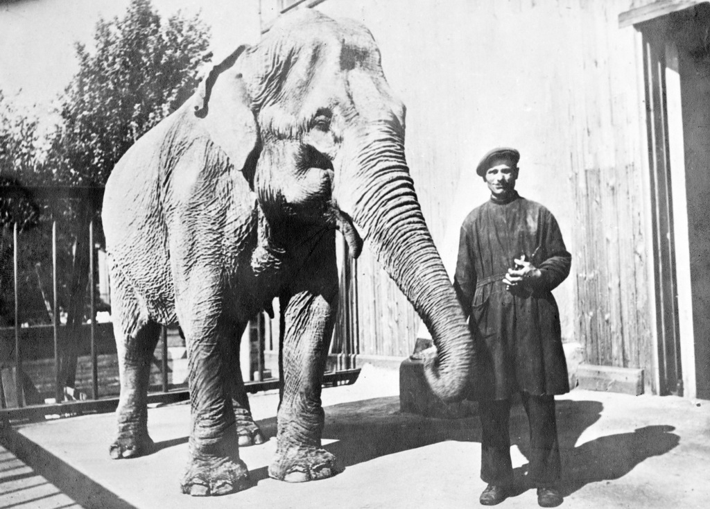 Leningrad Kuşatması’nın ilk öldürdüğü: Fil Betty